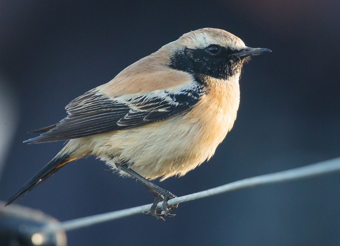 Desert Wheatear