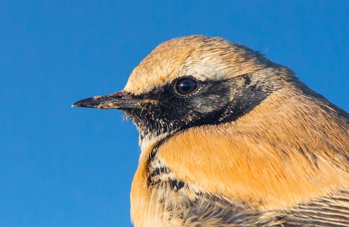 Desert Wheatear