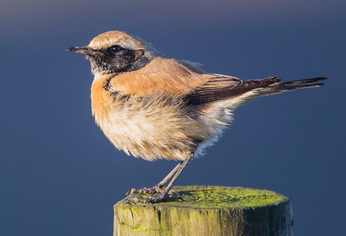 Desert Wheatear