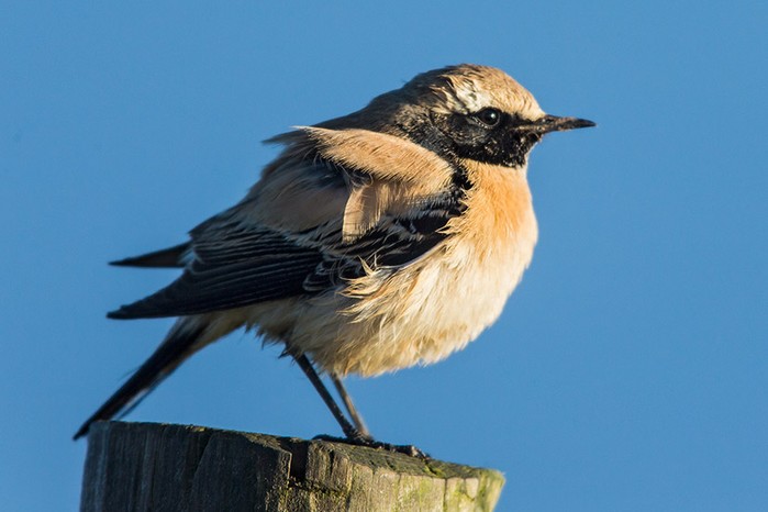 Desert Wheatear