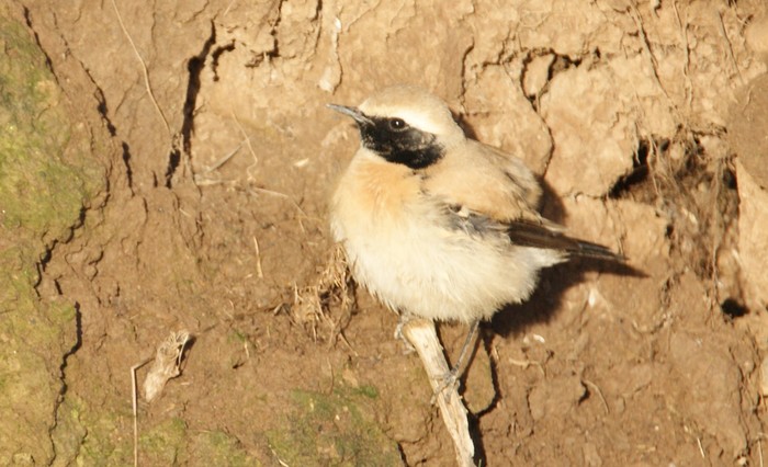 Desert Wheatear