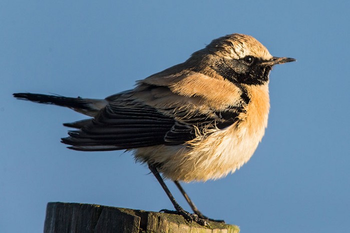 Desert Wheatear