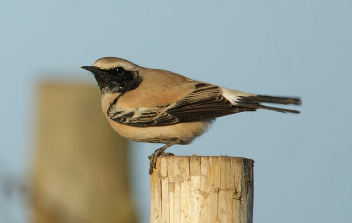 Desert Wheatear