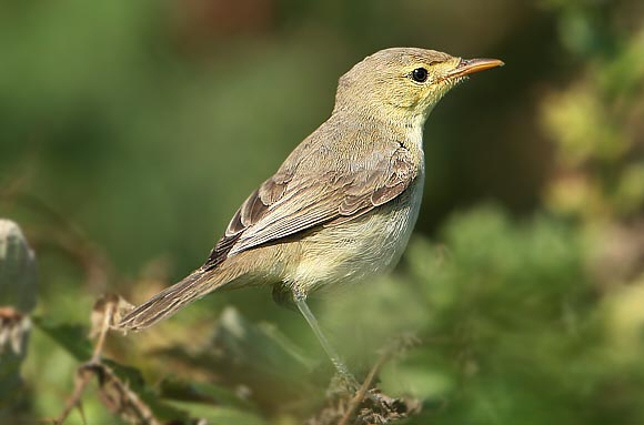 Melodious Warbler