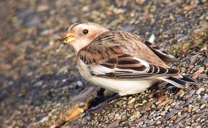 Snow Bunting