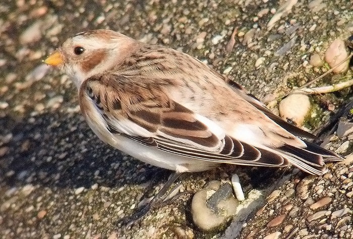 Snow Bunting