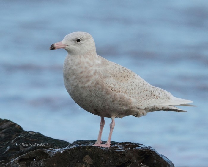 Glaucous Gull