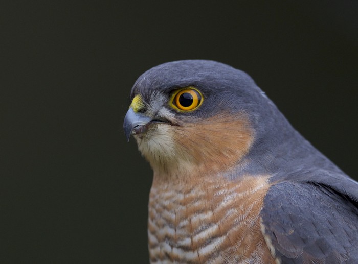 Sparrowhawk
