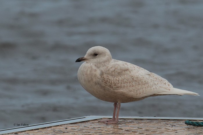 Iceland Gull