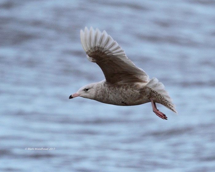 Glaucous Gull