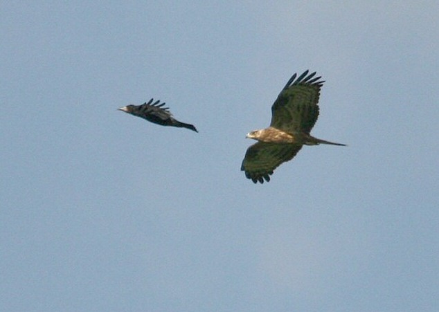 Honey Buzzard