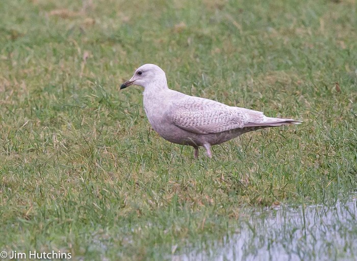 Kumlien's Gull