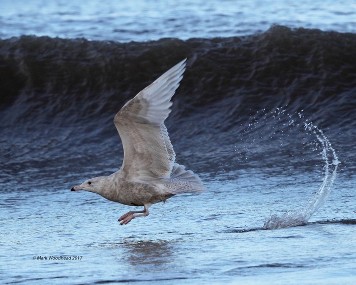 Glaucous Gull