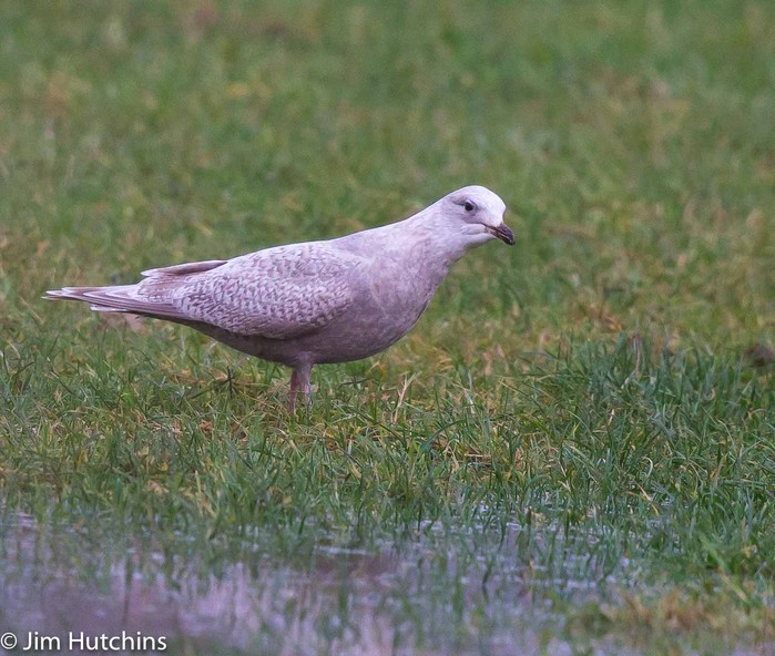 Kumlien's Gull