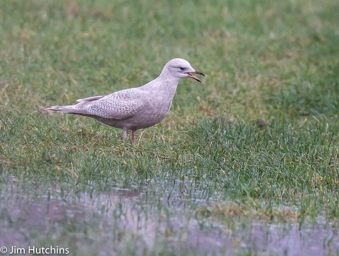 Kumlien's Gull