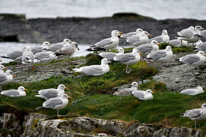 Glaucous Gull