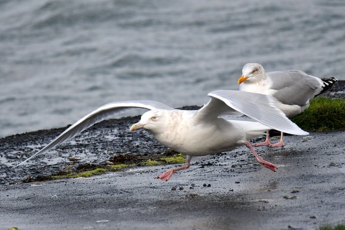 Glaucous Gull