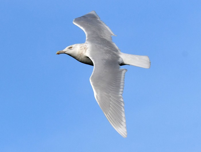 Glaucous Gull