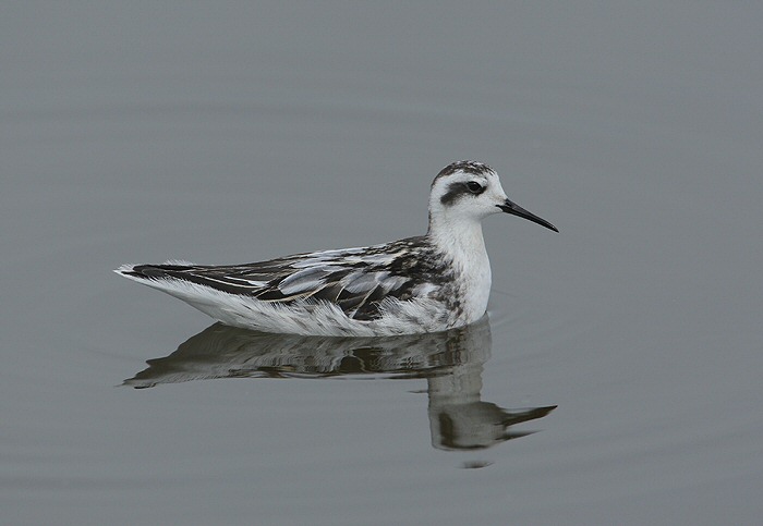 Red-necked Phalarope