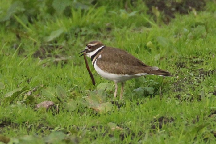 Killdeer