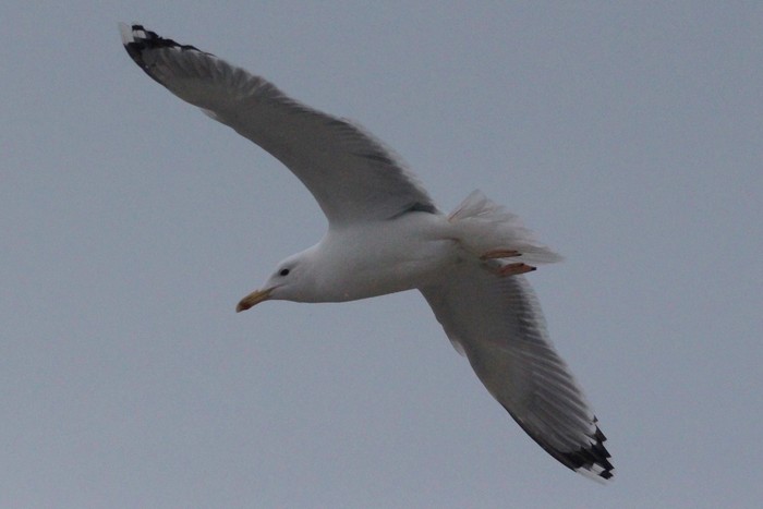 Caspian Gull