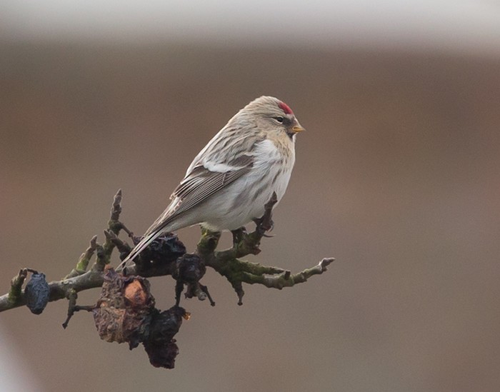 Coues's Arctic Redpoll