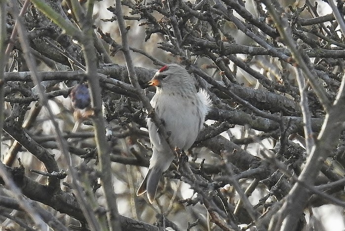 Coues's Arctic Redpoll
