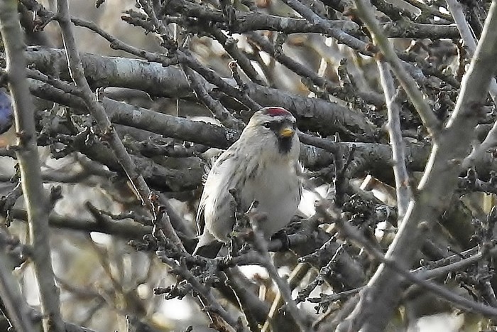 Coues's Arctic Redpoll