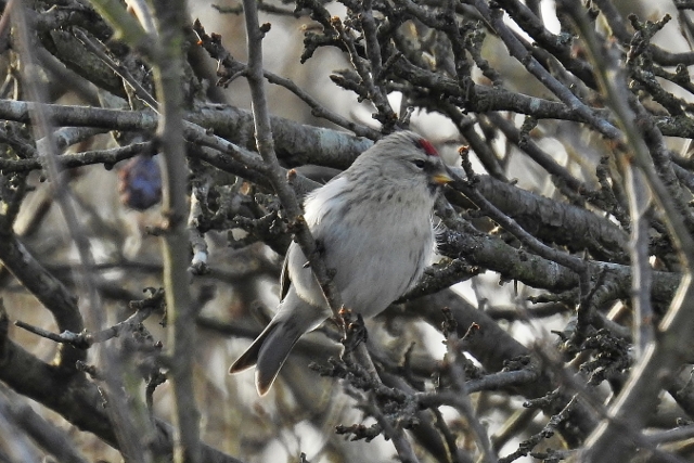 Coues's Arctic Redpoll