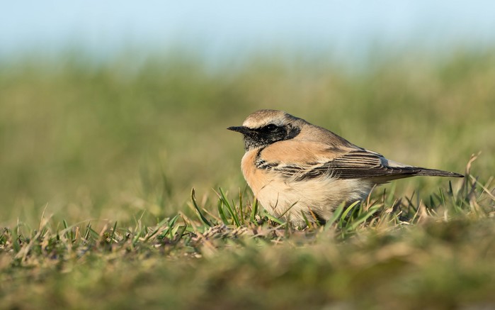 Desert Wheatear