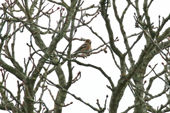 Hawfinch