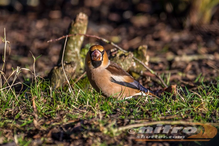 Hawfinch