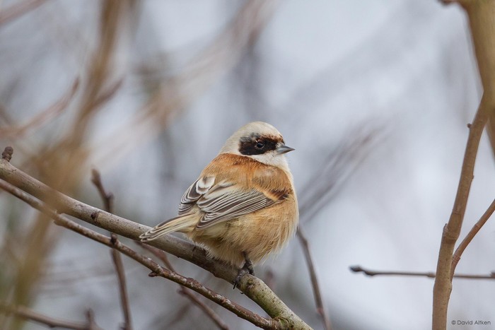Penduline Tit