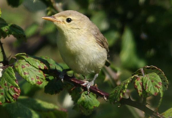 Melodious Warbler