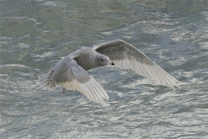Glaucous Gull