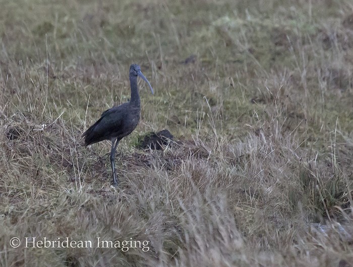 Glossy Ibis
