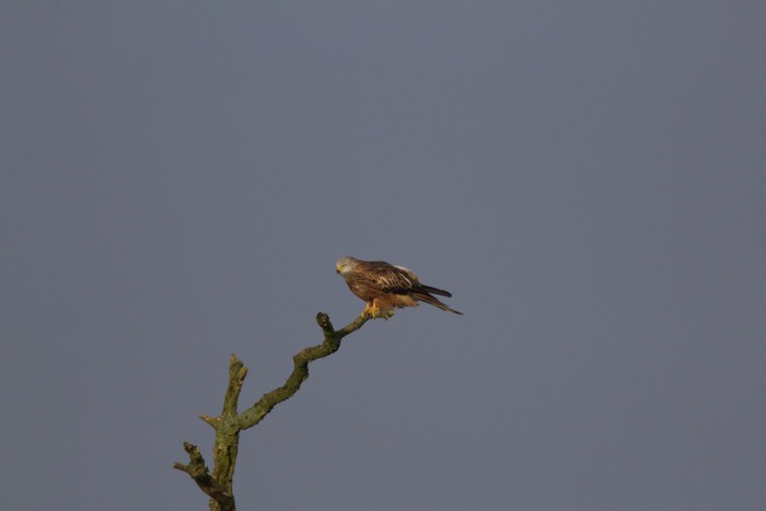Red Kite