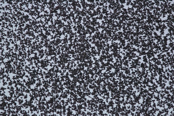 Starling