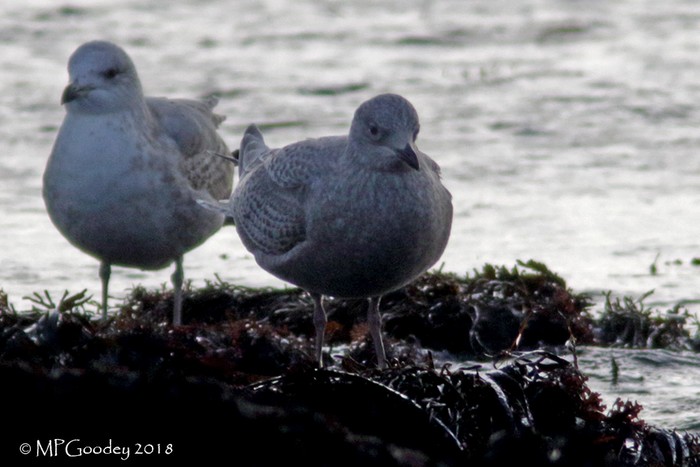 Iceland Gull