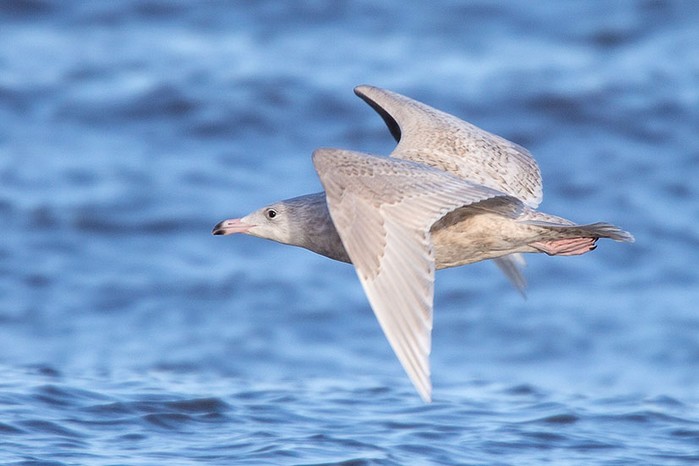 Glaucous Gull
