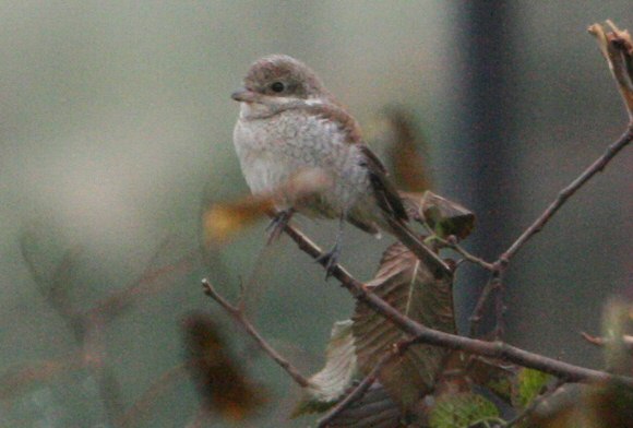 Red-backed Shrike
