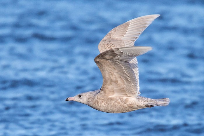 Glaucous Gull