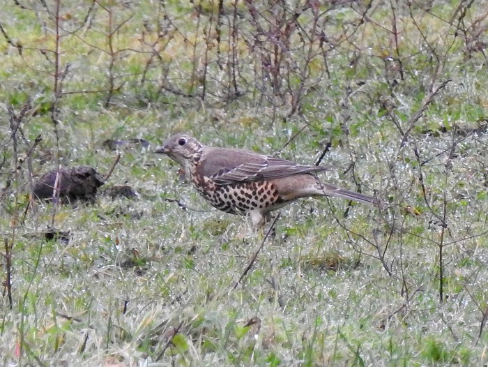 Mistle Thrush