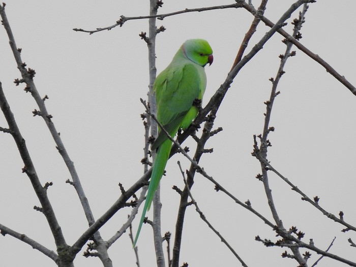 Ring-necked Parakeet
