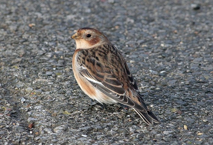 Snow Bunting