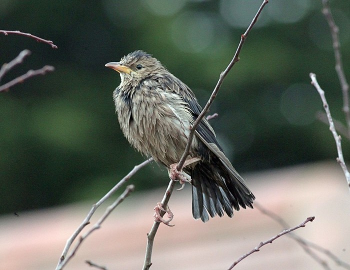 Rose-coloured Starling