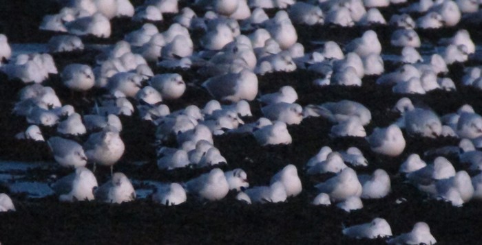 Ross's Gull