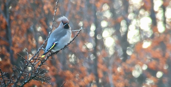Waxwing