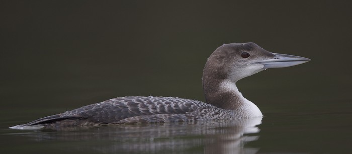 Great Northern Diver