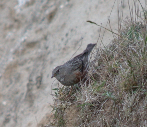 Alpine Accentor